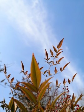秋葉天空