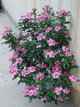 長(zhǎng)春花