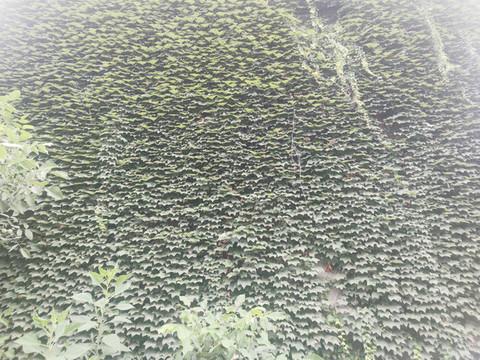 爬山虎