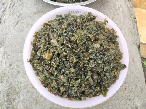 新鮮地皮菜