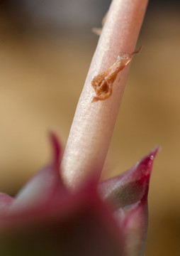多肉植物系列高清大圖