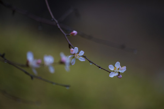 春桃