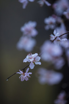 春桃