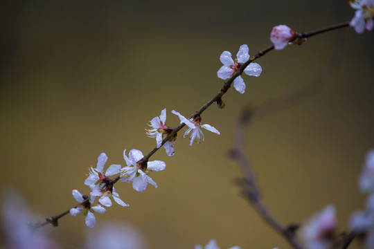春暖花開