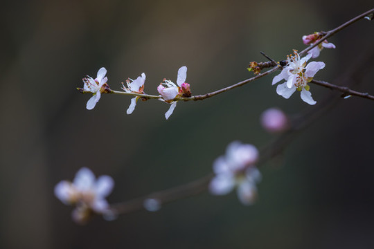 春暖花開(kāi)