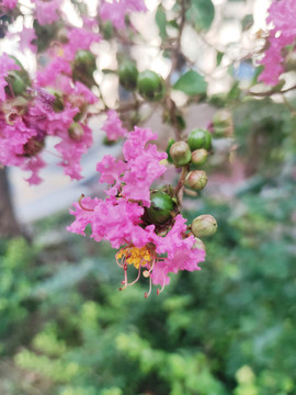 粉色紫薇花
