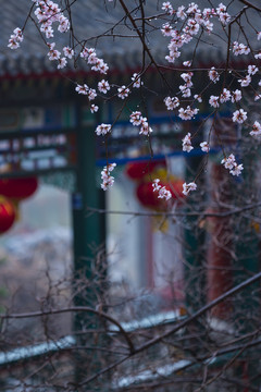桃花開(kāi)