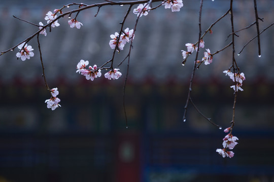 桃花開