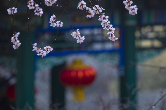桃花開(kāi)