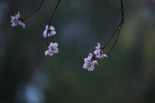 春桃