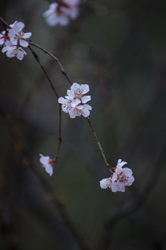 春桃