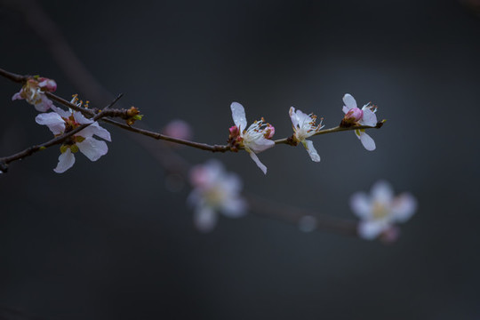 桃花