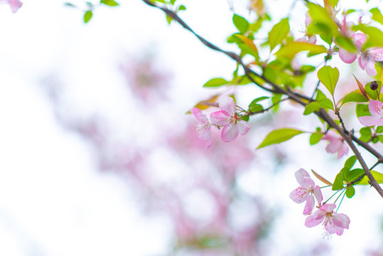 櫻花盛開