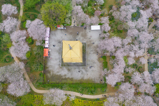 武漢東湖櫻花