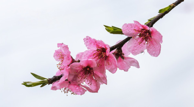 一枝桃花