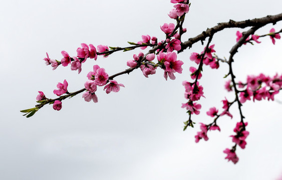 一枝桃花