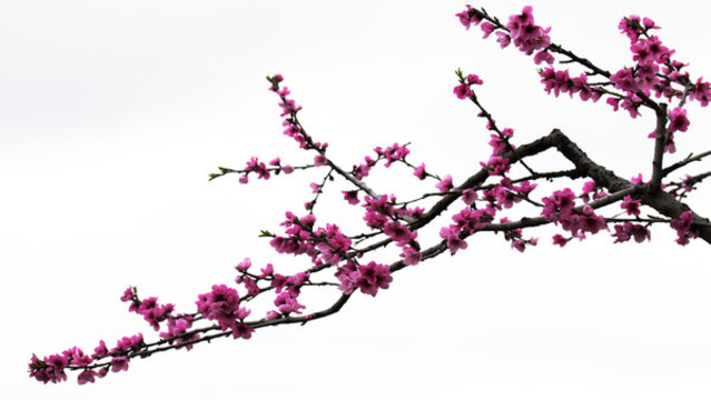 一枝桃花