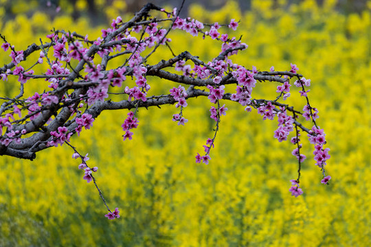 桃花