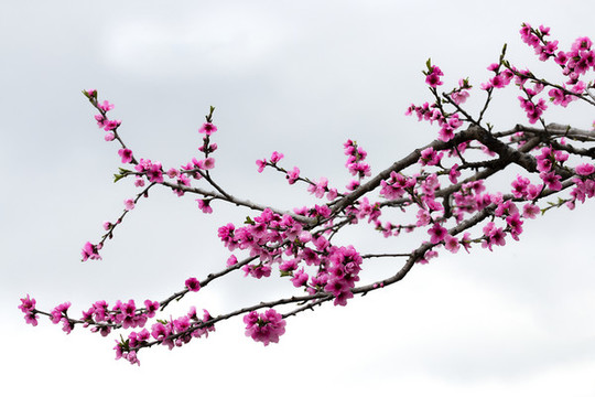 桃花