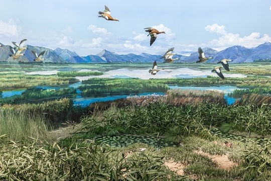 拉薩河濕地