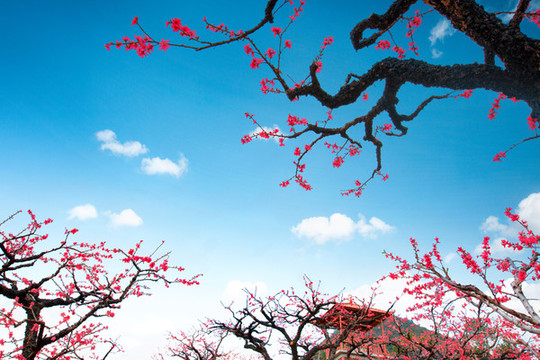 鷹嘴桃花