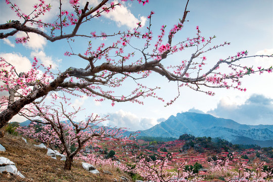 鷹嘴桃花