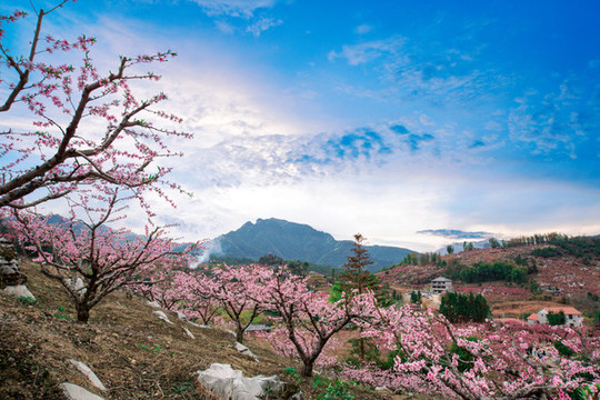 鷹嘴桃花