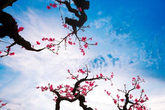鷹嘴桃花