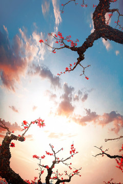 鷹嘴桃花