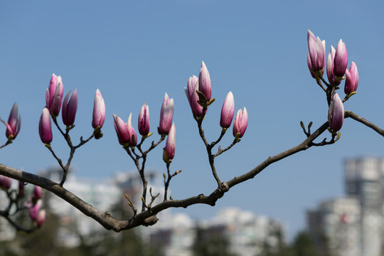 城市玉蘭花