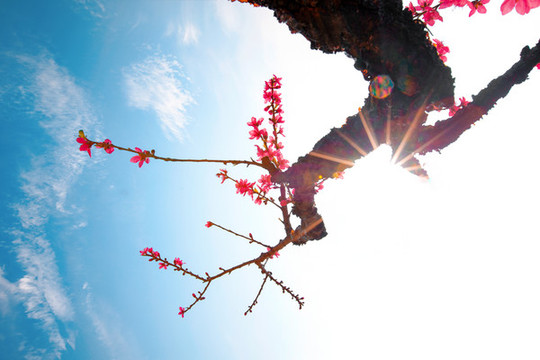 鷹嘴桃花
