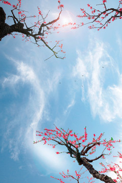 鷹嘴桃花