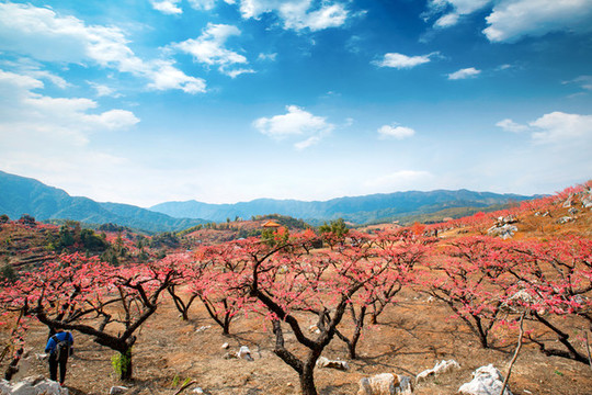 鷹嘴桃花