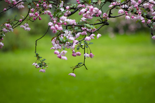 海棠花開(kāi)