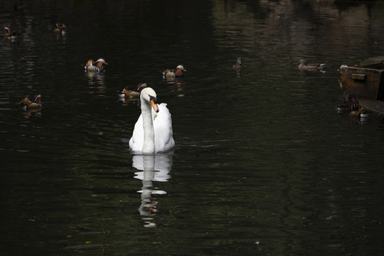 動物園白天鵝