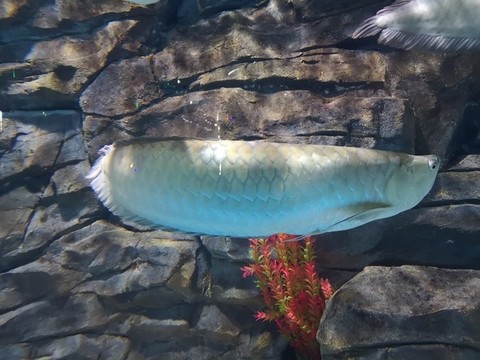 金龍魚(yú)