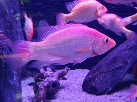 紅老虎魚