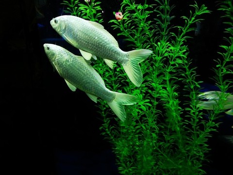 白金龍鳳鯉