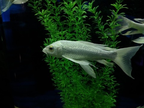 白金龍鳳鯉