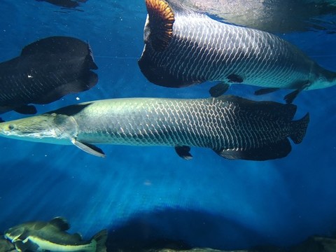 巨骨舌魚