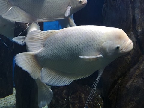 飛船魚