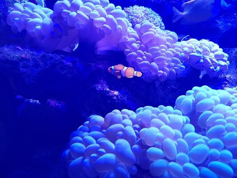 珊瑚和小丑魚