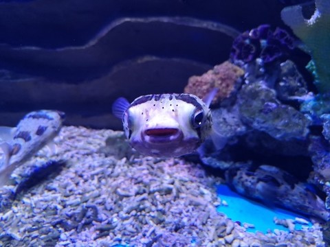 刺豚
