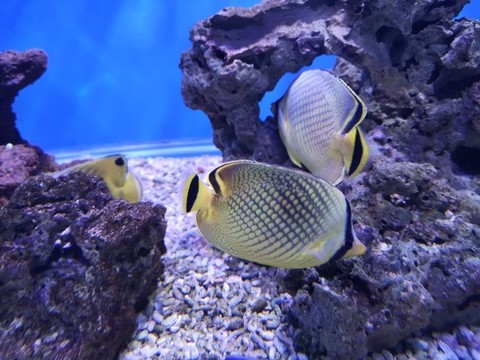 蝴蝶魚(yú)