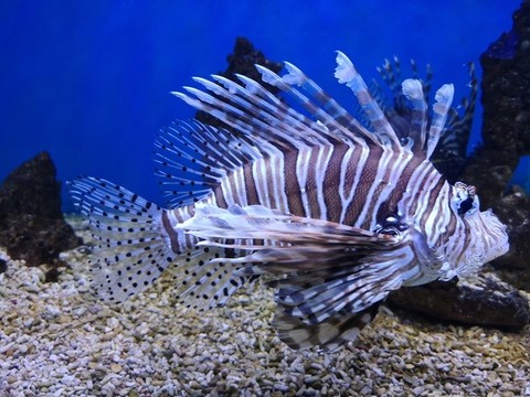 獅子魚
