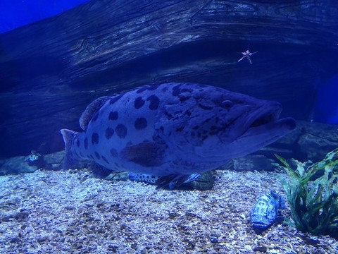 石斑魚