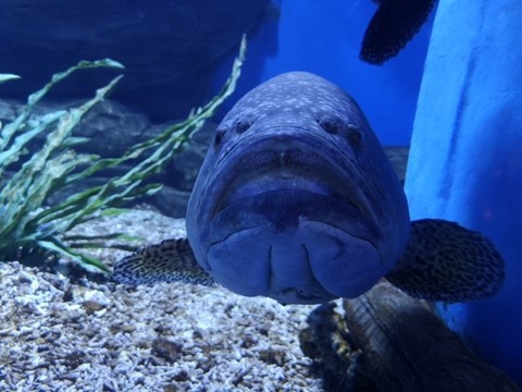 面對鏡頭的魚