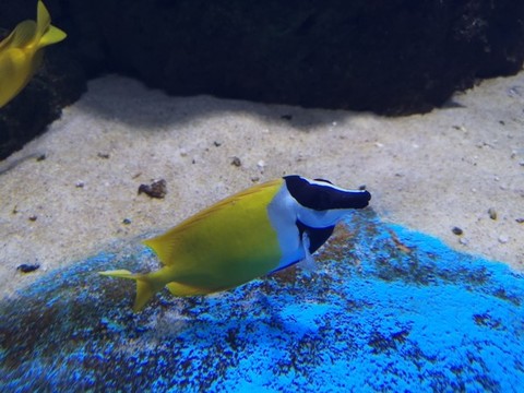 狐貍魚