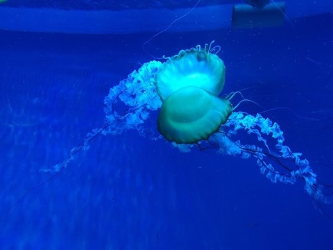 太平洋海刺水母