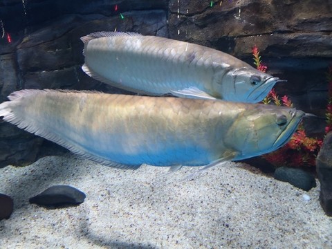 美麗硬仆骨舌魚